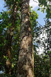 Recherche de l'arbre gommier